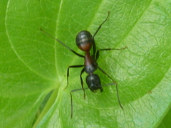 Camponotus hemichlaena