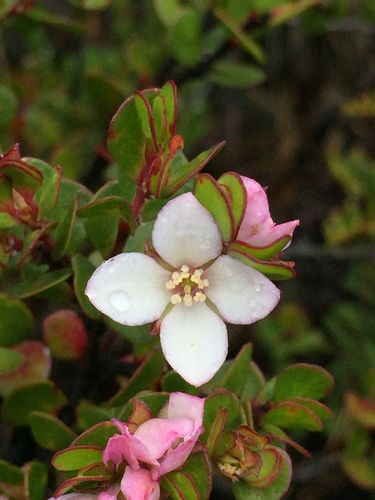 Boronia rhomboidea Hook.
