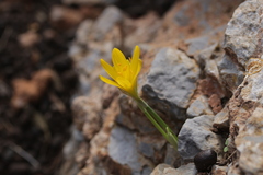 Sternbergia lutea