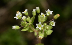 Crassula strigosa