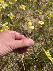 Cyanella