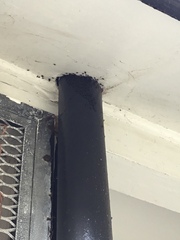 Tetragonula carbonaria