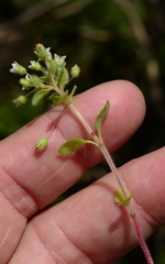 Crassula strigosa