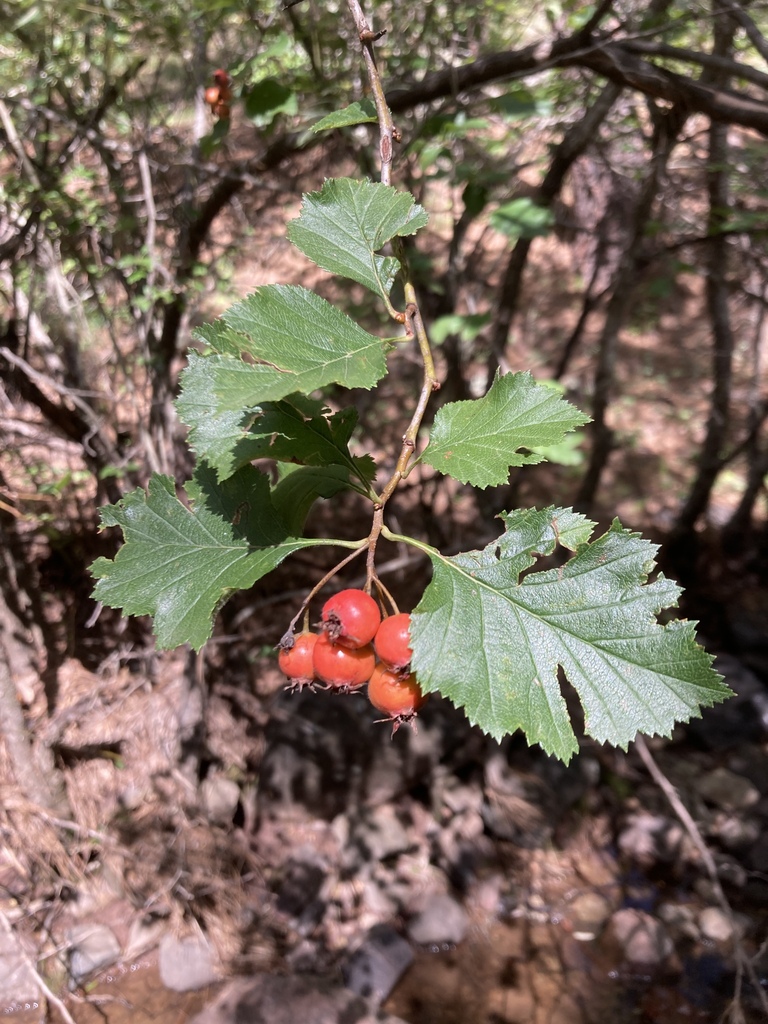 Hawthorn