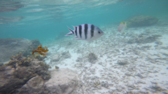 Abudefduf sexfasciatus