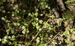 Crassula strigosa