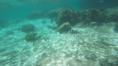 Abudefduf sexfasciatus