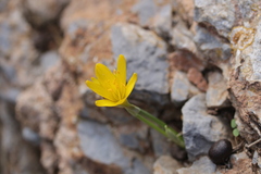Sternbergia lutea