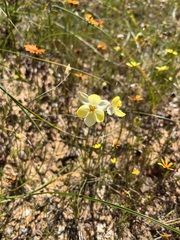 Cyanella