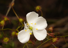 Drosera planchonii