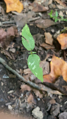 Circaea canadensis