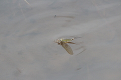 Ephemera danica