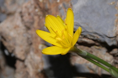 Sternbergia lutea