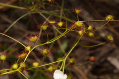 Drosera planchonii