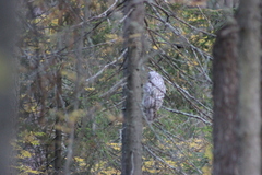 Strix uralensis
