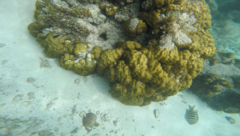 Abudefduf septemfasciatus