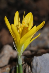 Sternbergia lutea