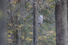 Strix uralensis