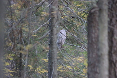 Strix uralensis