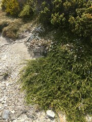 Microcachrys tetragona