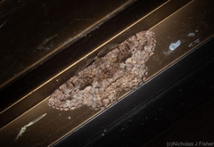 Hypomecis externaria