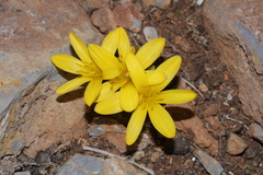 Sternbergia lutea
