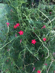 Ipomoea quamoclit