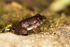 Anura
