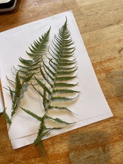 Amauropelta noveboracensis