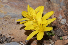 Sternbergia lutea