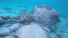 Abudefduf septemfasciatus