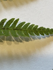 Amauropelta noveboracensis