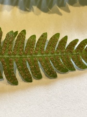 Amauropelta noveboracensis