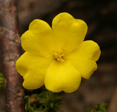 Hibbertia