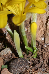Sternbergia lutea