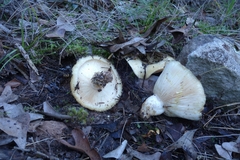 Lactarius pseudoscrobiculatus