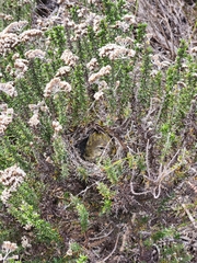 Crithagra flaviventris