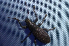 Brachyderes incanus