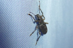 Brachyderes incanus