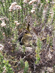 Crithagra flaviventris