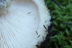 Lactarius pseudoscrobiculatus