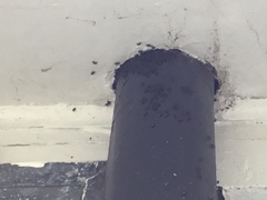Tetragonula carbonaria