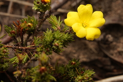Hibbertia