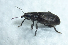 Brachyderes incanus