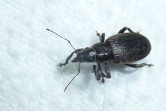 Brachyderes incanus