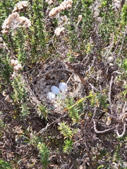 Crithagra flaviventris