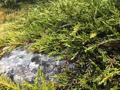 Microcachrys tetragona