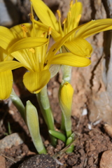 Sternbergia lutea