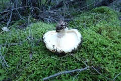 Lactarius pseudoscrobiculatus