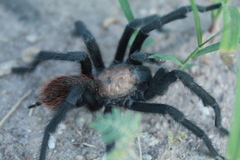 Theraphosinae